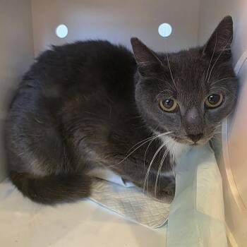 Chestnut -  Domestic Short Hair Cat for Adoption in Salt Lake City, Utah - Chestnut | PetCurious