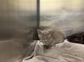 SILVER -  Domestic Short Hair Cat for Adoption in Grand Prairie, Texas - SILVER | PetCurious