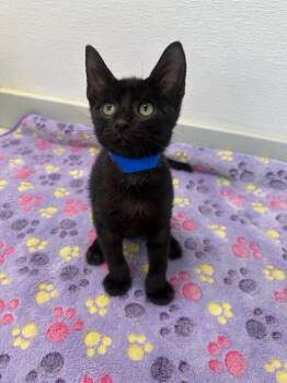 Frank PA -  Domestic Short Hair Cat for Adoption in Denham Springs, Louisiana - Frank PA | PetCurious