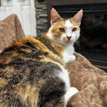 Cutie Pie -  Domestic Short Hair Cat for Adoption in Nevada, Missouri - Cutie Pie | PetCurious
