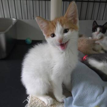 Carlyle -  Domestic Short Hair Cat for Adoption in Jessup, Maryland - Carlyle | PetCurious