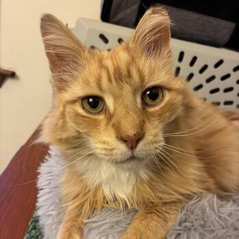 Domestic Long Hair Cats Available for Adoption in Mantua Township, New Jersey - Luca | PetCurious