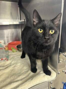 Rescue Domestic Short Hair Cats for Adoption - Peanut Brittle | PetCurious