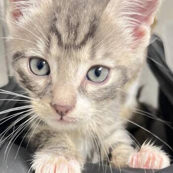 Foggy -  Domestic Short Hair Cat for Adoption in Philadelphia, Pennsylvania - Foggy | PetCurious