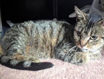 Tabby Cats Available for Adoption - Kiokee  (Cute 5 Lb Adult W/ Snaggle Tooth) | PetCurious