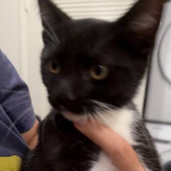 Sam - Costa Mesa Location -  Domestic Short Hair Cat for Adoption in Chino Hills, California - Sam - Costa Mesa Location | PetCurious