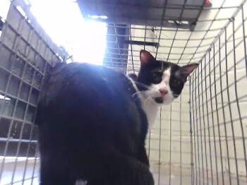 SIVESTER -  Domestic Short Hair Cat for Adoption in Tulsa, Oklahoma - SIVESTER | PetCurious