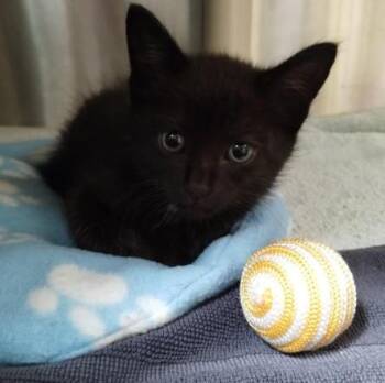 ROMERO -  Domestic Short Hair Cat for Adoption in Alameda, California - ROMERO | PetCurious