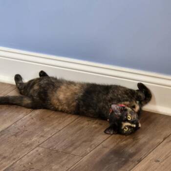 Lola R -  Domestic Short Hair Cat for Adoption in Cary, North Carolina - Lola R | PetCurious
