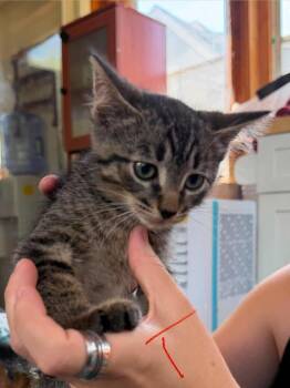 Trailmix -  Domestic Short Hair Cat for Adoption in Cloquet, Minnesota - Trailmix | PetCurious