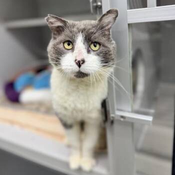 Domestic Short Hair Cats Available for Adoption in Atlanta, Georgia - Grayson | PetCurious