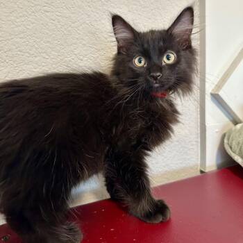 Davidson -  Domestic Long Hair Cat for Adoption in Durango, Colorado - Davidson | PetCurious