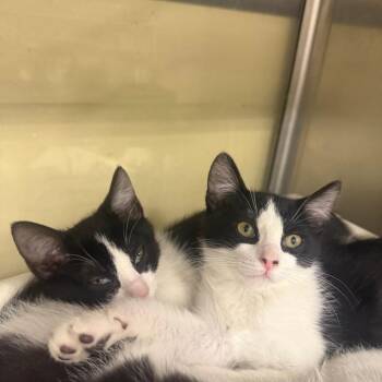 Merissa 3 -  Domestic Short Hair Cat for Adoption in Spokane, Washington - Merissa 3 | PetCurious