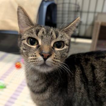 Estate -  Domestic Short Hair Cat for Adoption in Columbus, Ohio - Estate | PetCurious