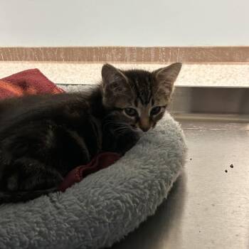 Sardine -  Domestic Short Hair Cat for Adoption in Ottawa, Kansas - Sardine | PetCurious