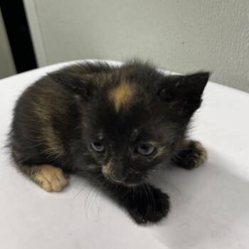 Dorinda -  Domestic Short Hair Cat for Adoption in Tampa, Florida - Dorinda | PetCurious