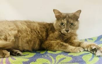 Rescue Domestic Short Hair Cats for Adoption in Savannah, Georgia - Willow (FIV+) | PetCurious