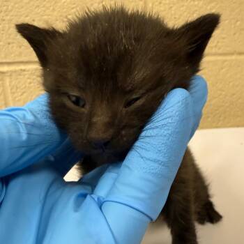 5 Layer Burrito -  Domestic Short Hair Cat for Adoption in Troy, Virginia - 5 Layer Burrito | PetCurious