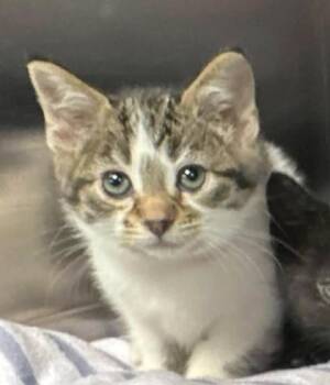 Domestic Short Hair Cats Available for Adoption in Hobart, Indiana - Bitcoin | PetCurious