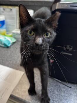 Midnight -  Domestic Short Hair Cat for Adoption in Dyersburg, Tennessee - Midnight | PetCurious