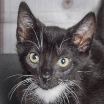 Tuxedo and Domestic Short Hair Cats Available for Adoption in Huntley, Illinois - Cattrick | PetCurious