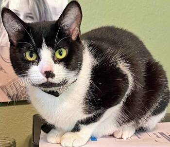 Domestic Short Hair Cats Available for Adoption in Salem, Oregon - Trooper Girl | PetCurious