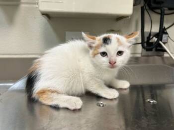 Rescue Domestic Short Hair Cats for Adoption in Gray, Louisiana - Gina | PetCurious