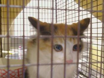 A924592 -  Domestic Medium Hair Cat for Adoption in Sacramento, California - A924592 | PetCurious