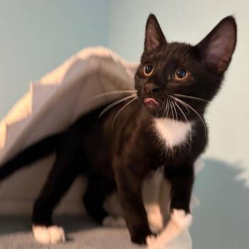 Diesel -  Domestic Short Hair Cat for Adoption in Muncie, Indiana - Diesel | PetCurious