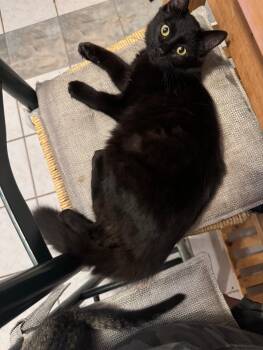 Rescue Domestic Medium Hair Cats for Adoption in Santa Cruz, California - Nick (Jonas) | PetCurious