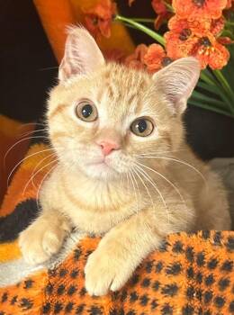 6/6/26 Denny -  Domestic Short Hair Cat for Adoption in Stillwater, Oklahoma - 6/6/26 Denny | PetCurious