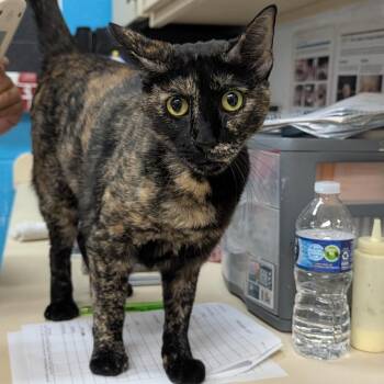 Pearl -  Domestic Short Hair Cat for Adoption in Ardmore, Oklahoma - Pearl | PetCurious
