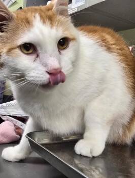 Domestic Short Hair Cats Available for Adoption in Auburn, Indiana - Artureus | PetCurious