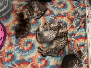 Quesadilla -  Domestic Short Hair Cat for Adoption in Candler, North Carolina - Quesadilla | PetCurious