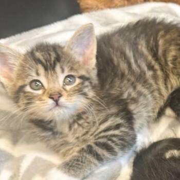 MonChiChi -  Domestic Short Hair Cat for Adoption in Fort Wayne, Indiana - MonChiChi | PetCurious