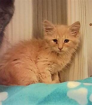 JAMES -  Domestic Medium Hair Cat for Adoption in Indianapolis, Indiana - JAMES | PetCurious