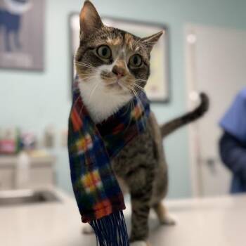 Tabby and Calico Cats Available for Adoption - Adelaide | PetCurious