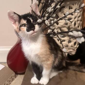 Circus -  Domestic Short Hair Cat for Adoption in Rocky Mount, Virginia - Circus | PetCurious
