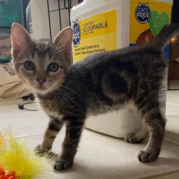 Penalty Kick -  Domestic Short Hair Cat for Adoption in Boerne, Texas - Penalty Kick | PetCurious
