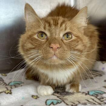 Pumpkin -  Domestic Medium Hair Cat for Adoption in Matteson, Illinois - Pumpkin | PetCurious