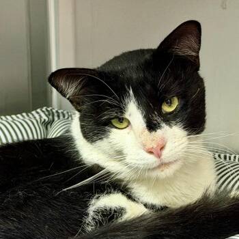 Arthur -  Domestic Short Hair Cat for Adoption in Scituate, Massachusetts - Arthur | PetCurious