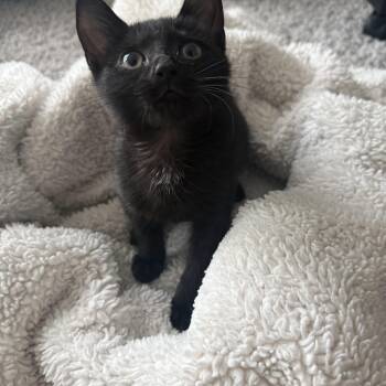 Tempest -  Domestic Short Hair Cat for Adoption in Holly Springs, Georgia - Tempest | PetCurious