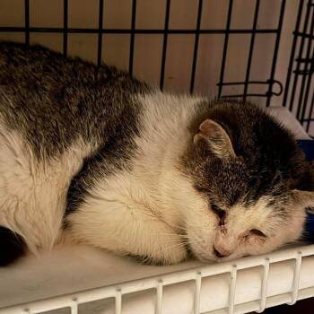 Aura Lichens (Mother) -  Domestic Short Hair Cat for Adoption in Woodstock, Virginia - Aura Lichens (Mother) | PetCurious