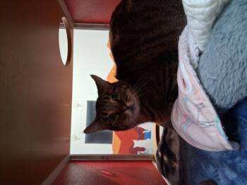 Domestic Short Hair Cats Available for Adoption in Lake Havasu City, Arizona - Johnny James | PetCurious