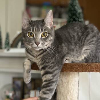 Rescue Domestic Short Hair Cats for Adoption in Kilauea, Hawaii - Lea | PetCurious
