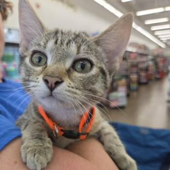 Velvet -  Tabby Cat for Adoption - Velvet | PetCurious