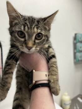 Rescue Domestic Short Hair Cats for Adoption in West Chester, Pennsylvania - Ruby | PetCurious