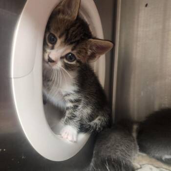 Domestic Medium Hair Cats Available for Adoption in Evensville, Tennessee - Lenny | PetCurious