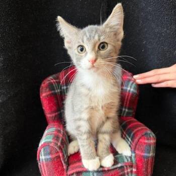 Prissy -  Domestic Short Hair Cat for Adoption in Houston, Texas - Prissy | PetCurious