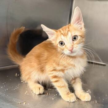 Dior -  Domestic Short Hair Cat for Adoption in Palm Springs, California - Dior | PetCurious